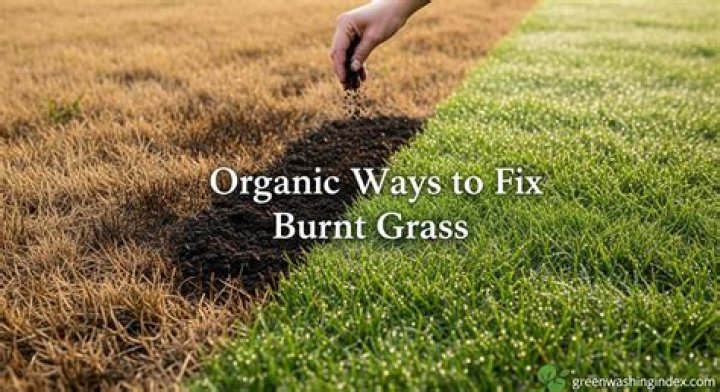 How To Fix Burnt Grass